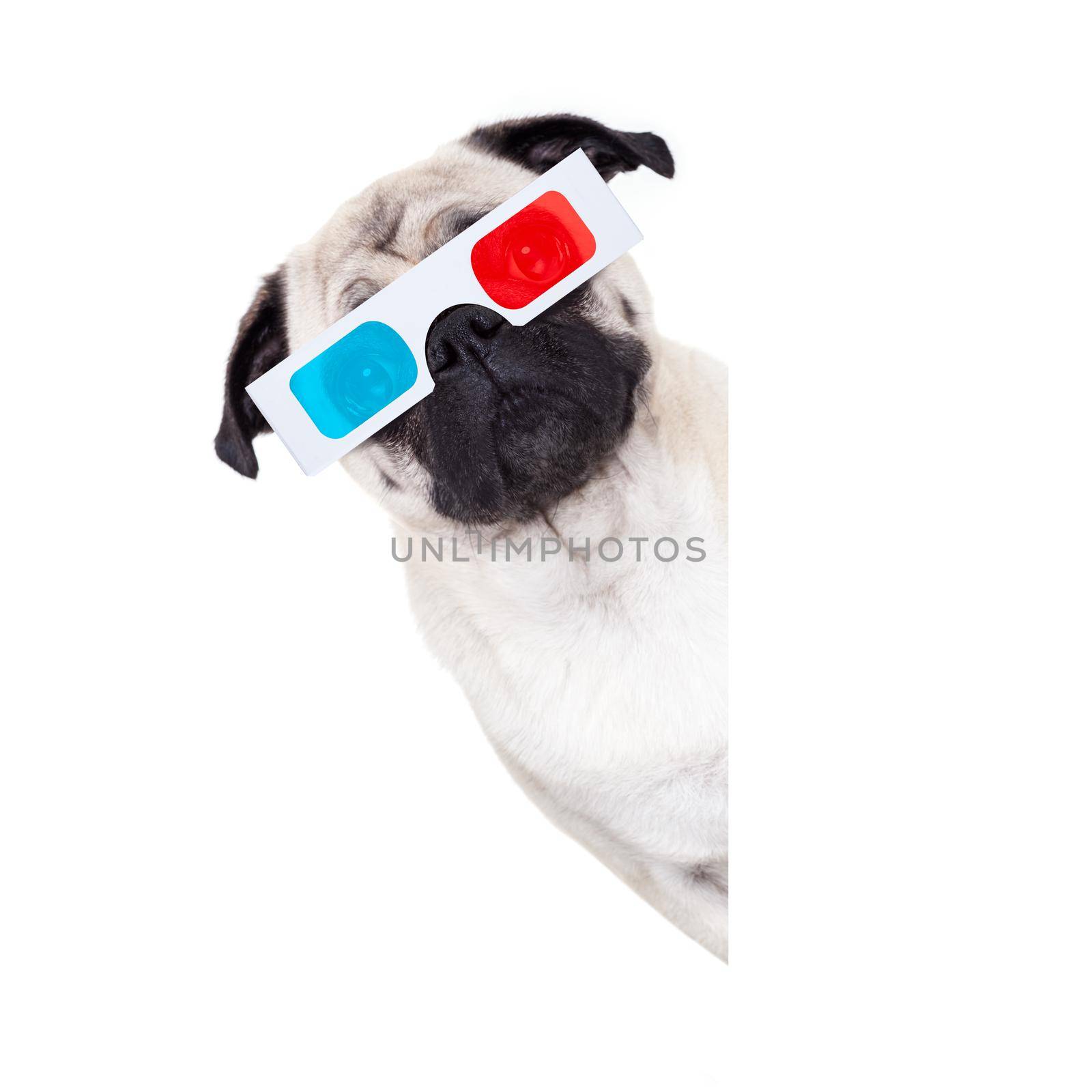 pug dog at cinema watching the  movies  with 3d glasses isolated behind  empty white background