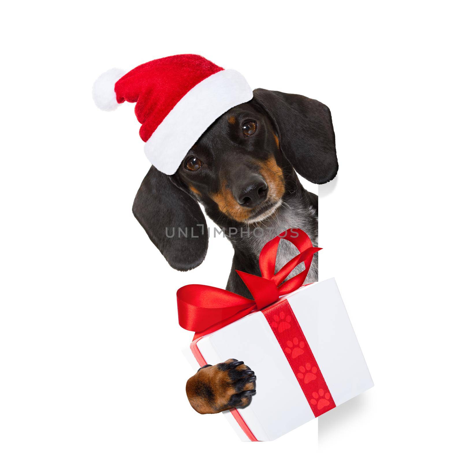 funny dachshund sausage  santa claus dog on christmas holidays wearing red holiday hat, isolated on white background, behind a banner or blackboard placard frame
