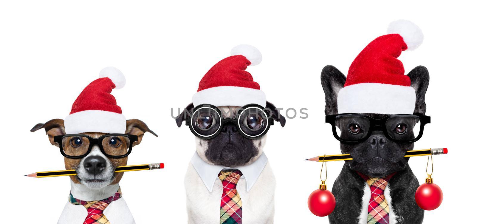 row or group of dogs in working team with nerd glasses as an office business worker, isolated on white background, on christmas holidays vacation with red santa claus hats