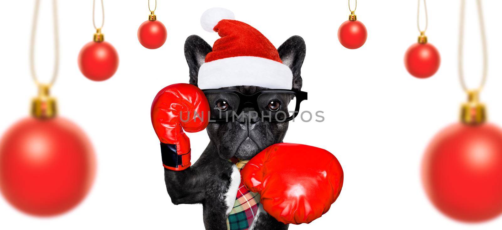 boxer french bulldog dog with nerd glasses and soprt gloves as an office business worker, isolated on white background, on christmas holidays vacation with santa claus hat