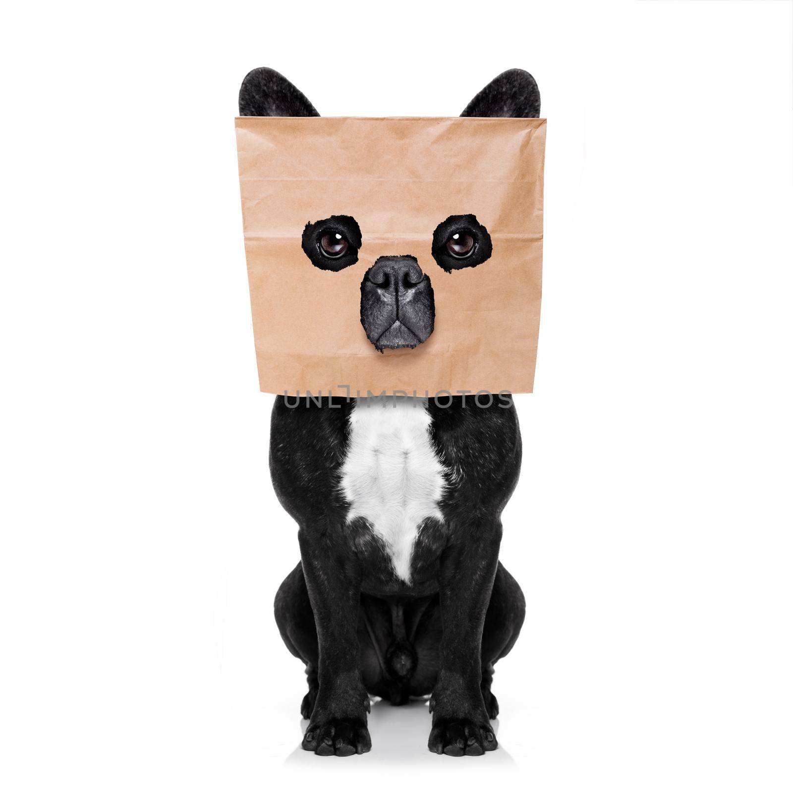 french bulldog dog  , hiding behind a paper bag on his head, isolated on white background