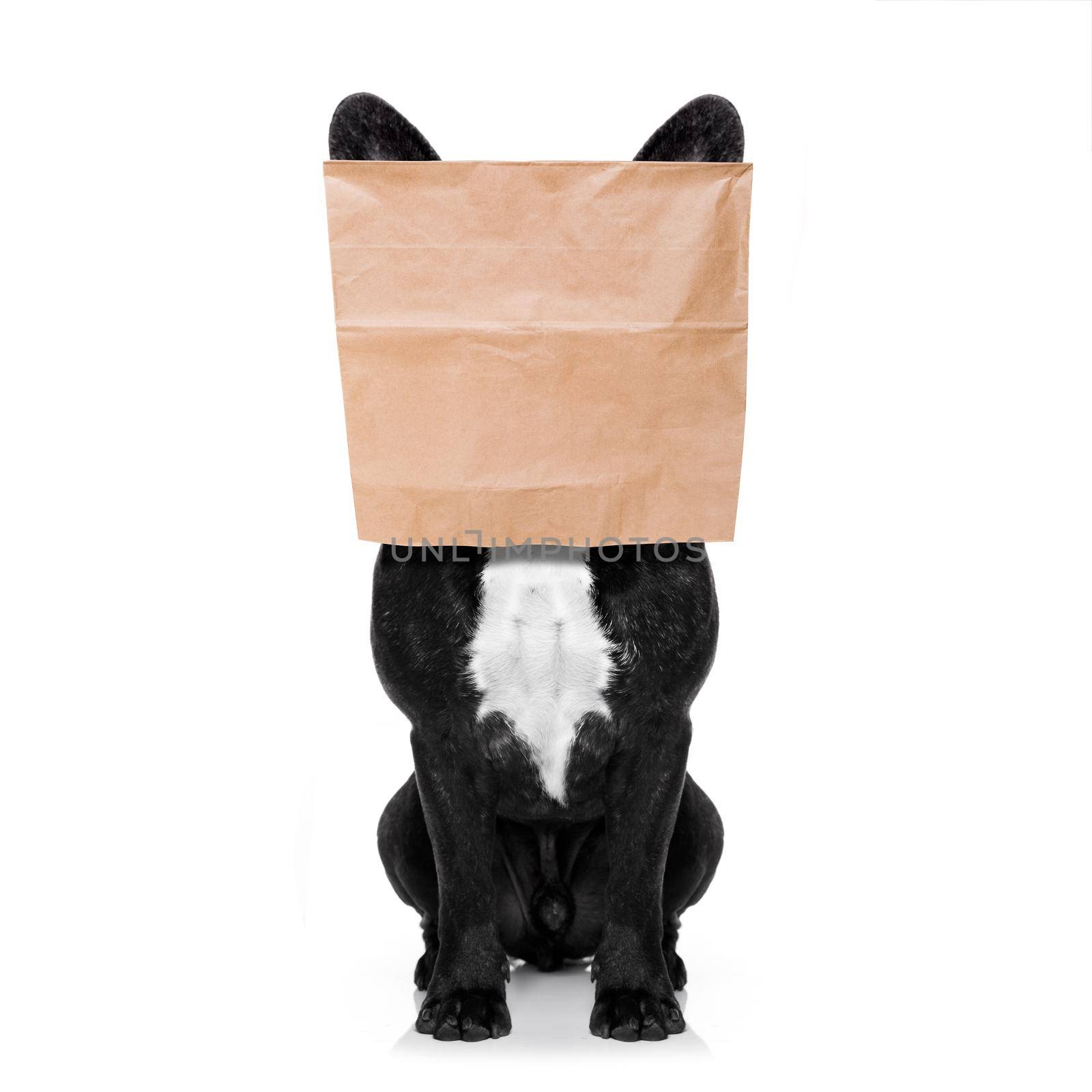 french bulldog dog  , hiding behind a paper bag on his head, isolated on white background