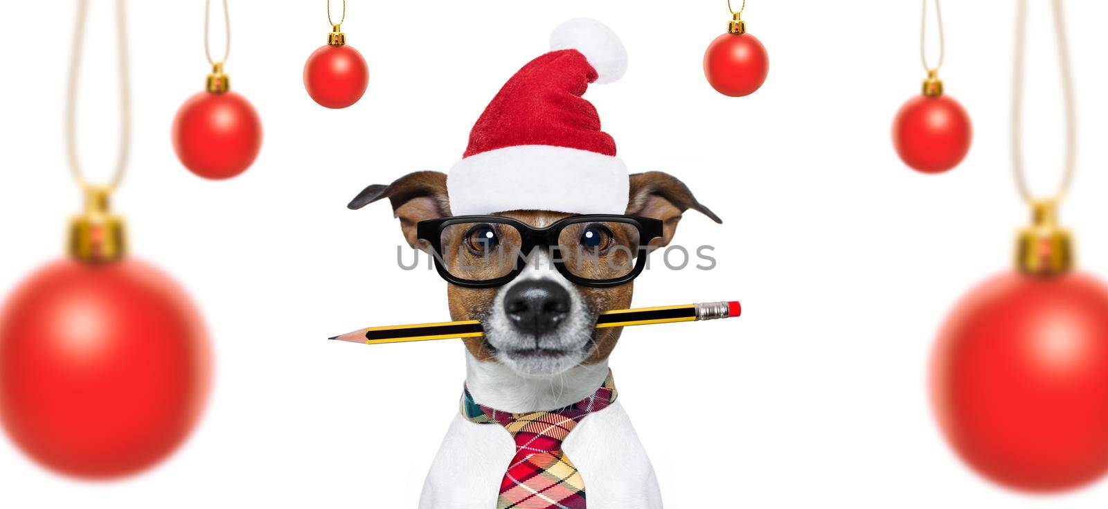 christmas  santa claus  jack russell dog isolated on white background with  red  holiday hat , funny crazy silly eyes and tree ornaments balls