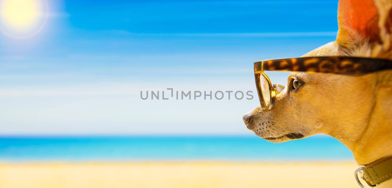 chihuahua dog watching and looking at the beach and ocean wearing funny sunglasses, on summer vacation holiday
