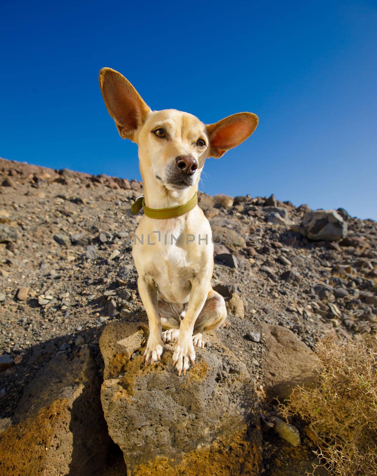 chihuahua dog watching and looking at owner ready to go for a walk outdoors and outside on the desert mountain