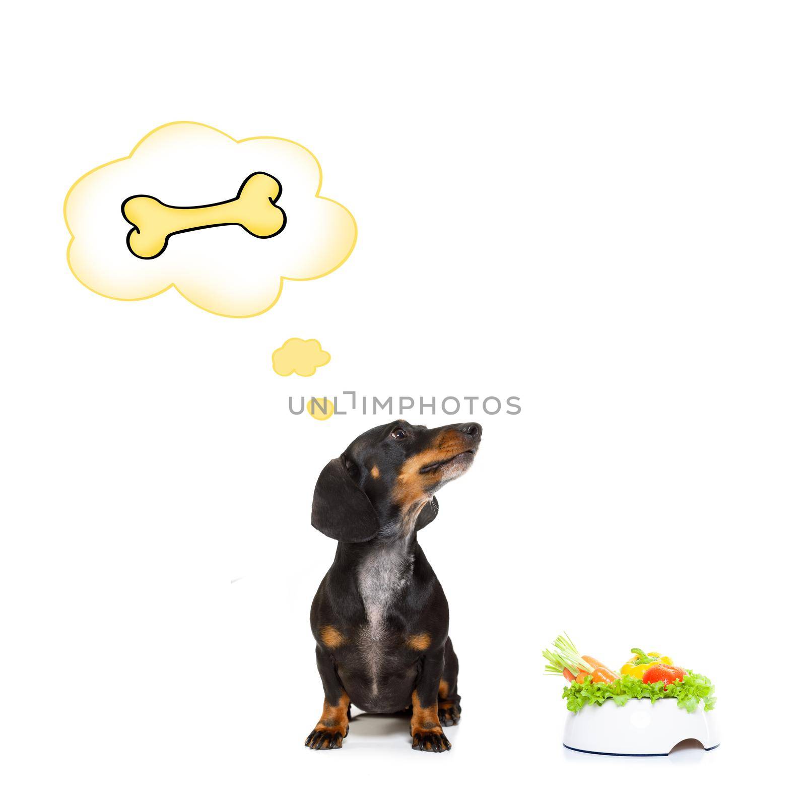 dachshund or sausage dog waiting for owner with healthy  vegan food bowl, isolated on white background,
