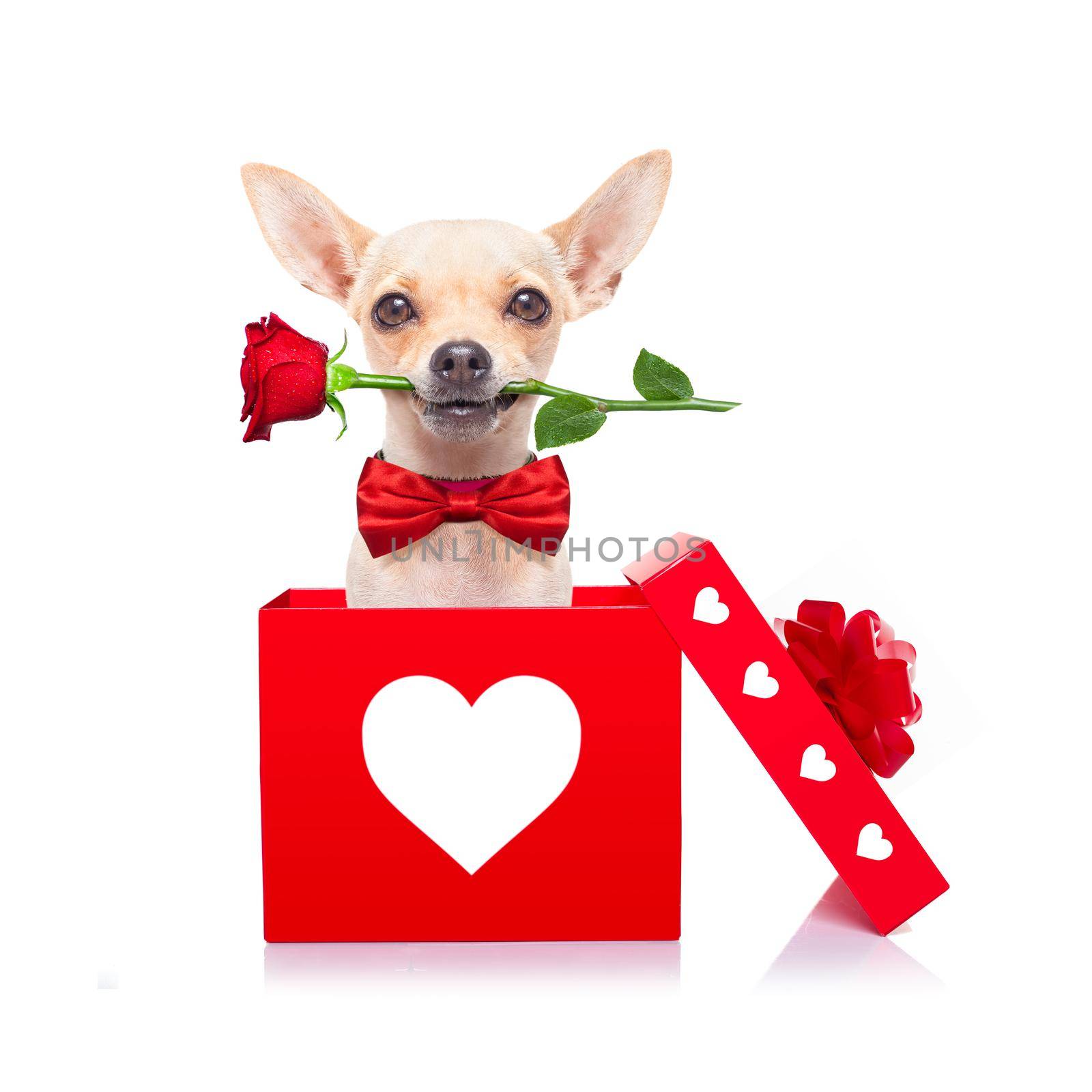 happy valentines dog by Brosch