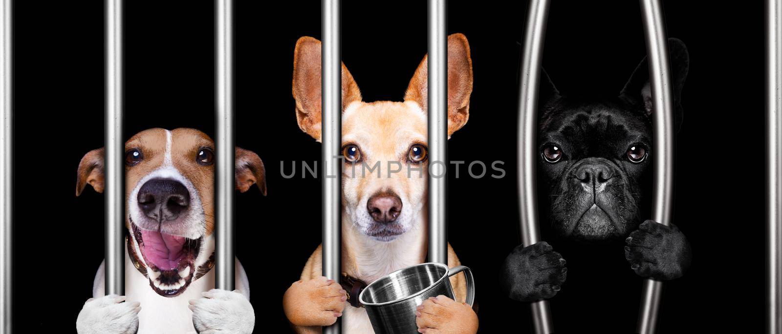 couple of  criminal dogs behind bars in police station, jail prison, or shelter  for bad behavior