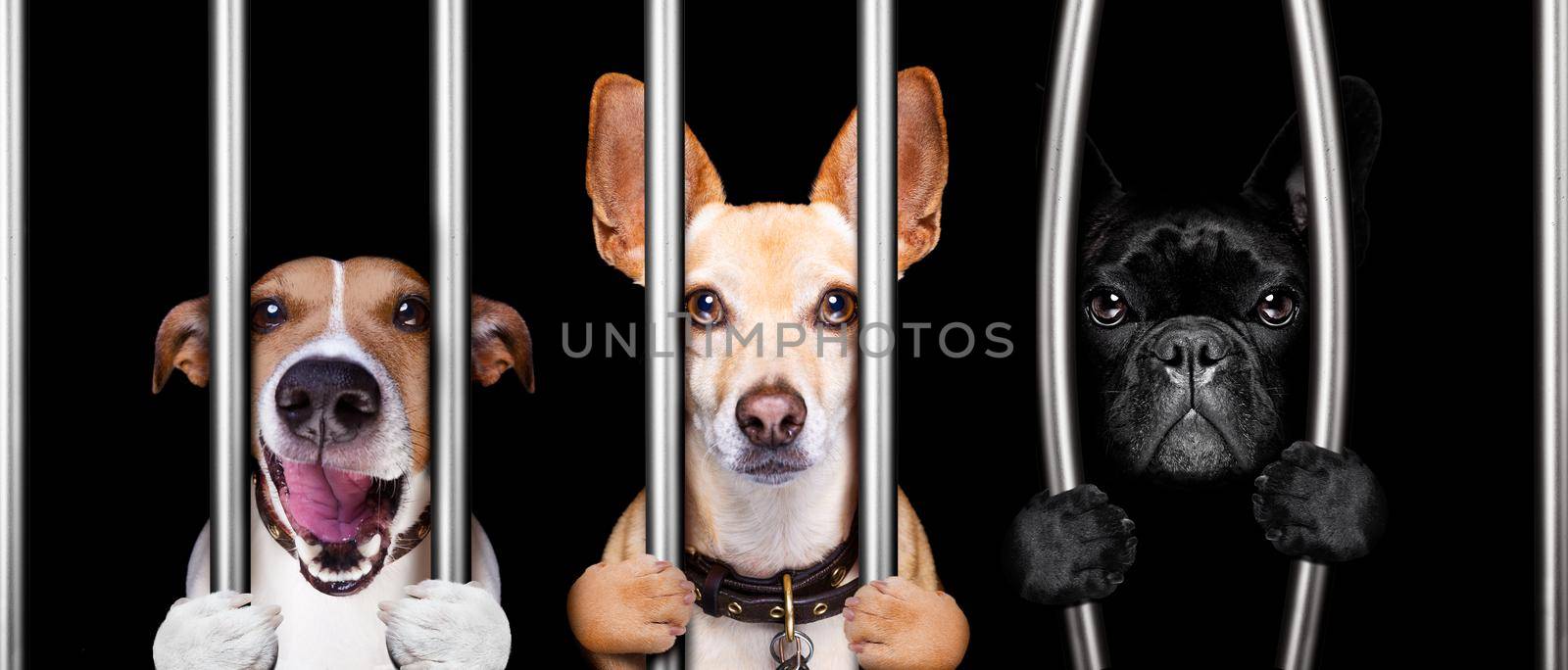 couple of  criminal dogs behind bars in police station, jail prison, or shelter  for bad behavior