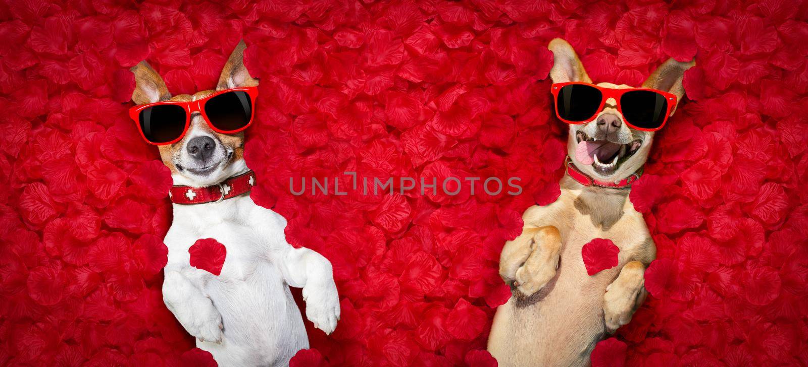valentines couple of dogs   with  rose petals by Brosch