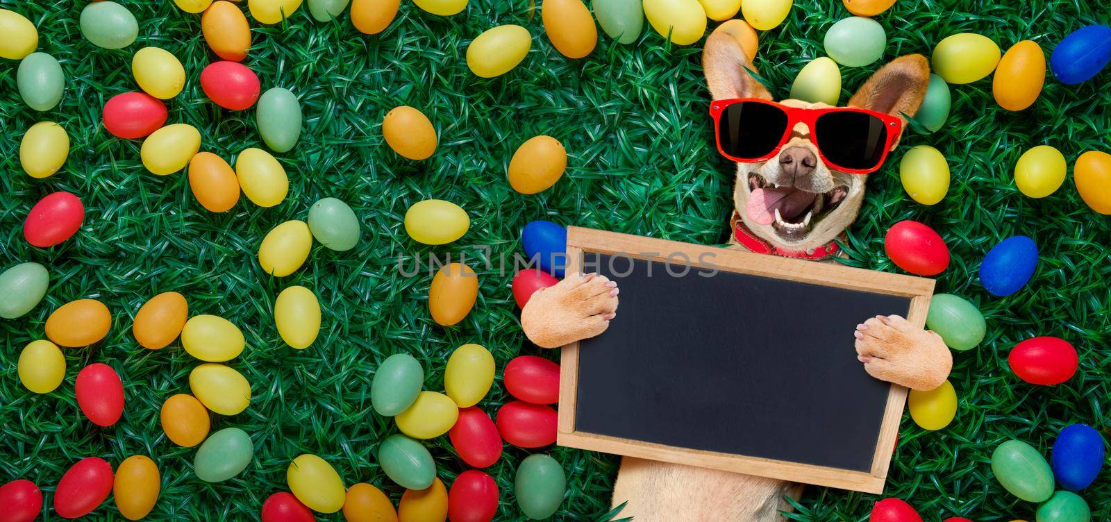 funny  happy podenco  easter bunny  dog with a lot of eggs around and basket  on grass  , holding a blank empty banner or placard