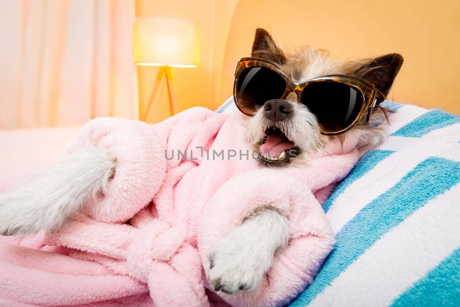 cool funny  poodle dog resting and relaxing in   spa wellness salon center ,wearing a  pink  bathrobe and fancy sunglasses