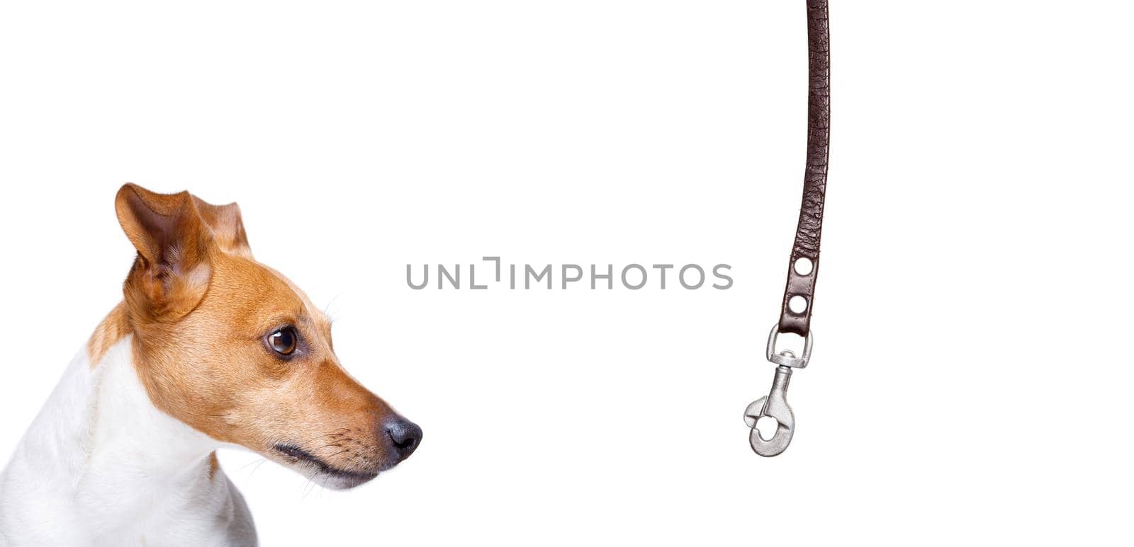 dog  with leash waiting for a walk  by Brosch
