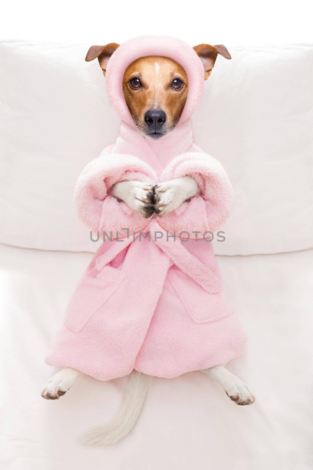 cool funny  jack russell  dog resting and relaxing in   spa wellness salon center ,wearing a  bathrobe