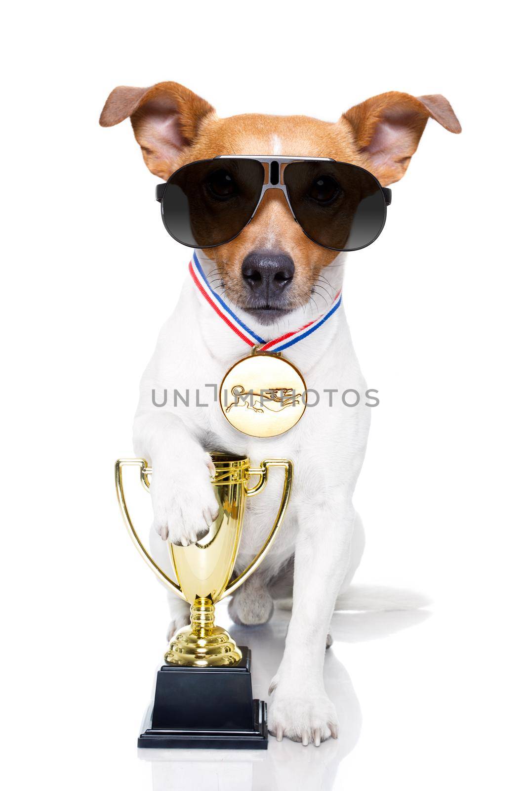 jack russell dog with  a golden winner trophy holding with paw, isolated on white background, wearing sunglasses