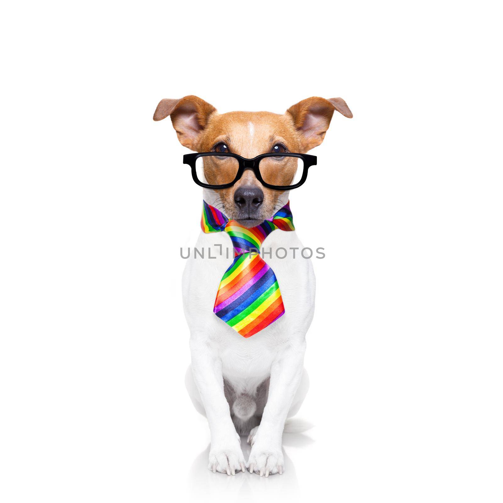 crazy funny gay dog proud of human rights ,sitting and waiting, with rainbow flag tie  , isolated on white background