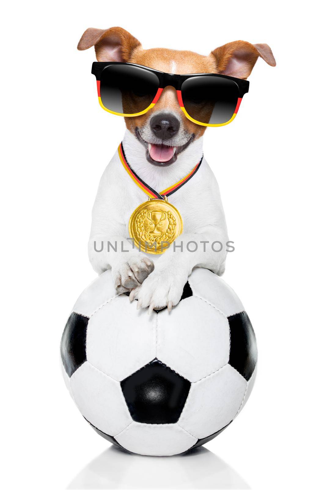 soccer jack russell  dog playing with leather ball  , isolated on white background and german  flag wearing sunglasses