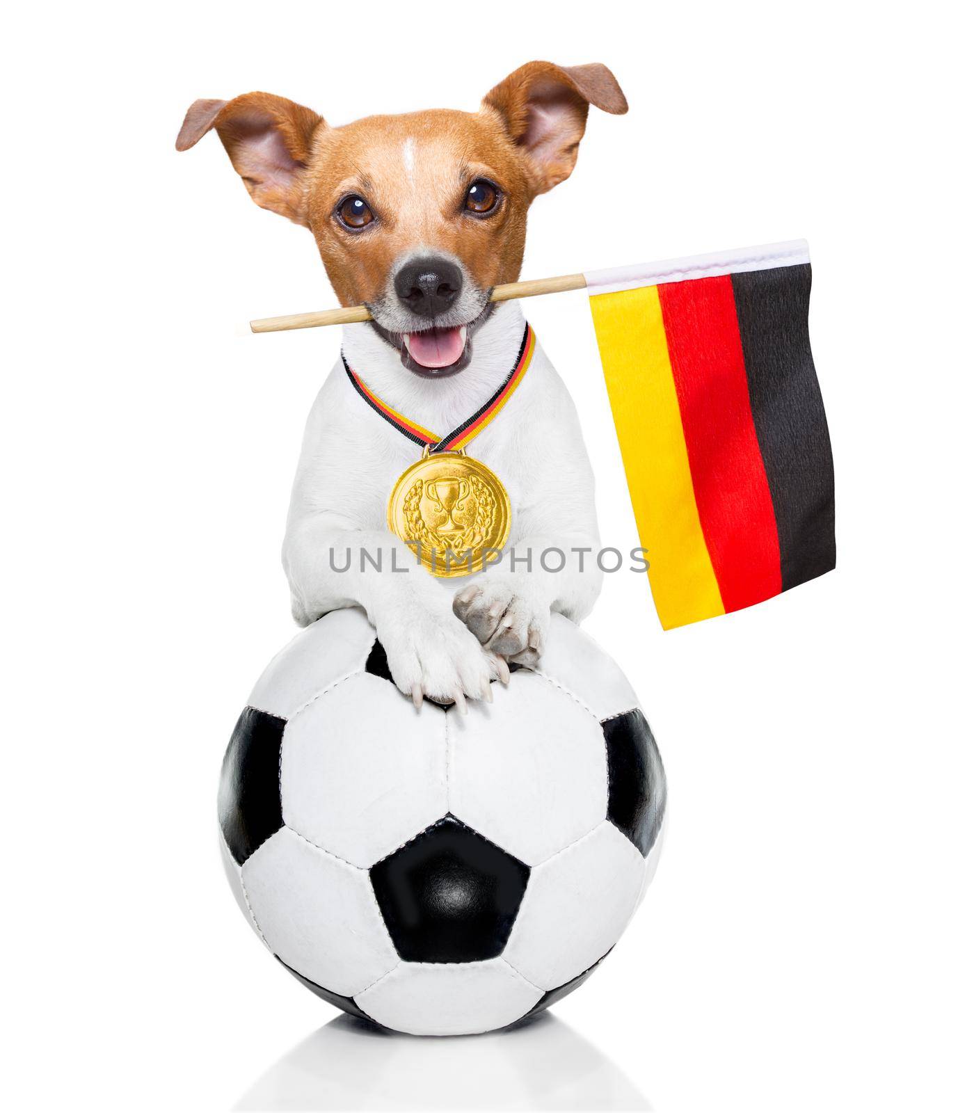 soccer jack russell  dog playing with leather ball  , isolated on white background and german  flag