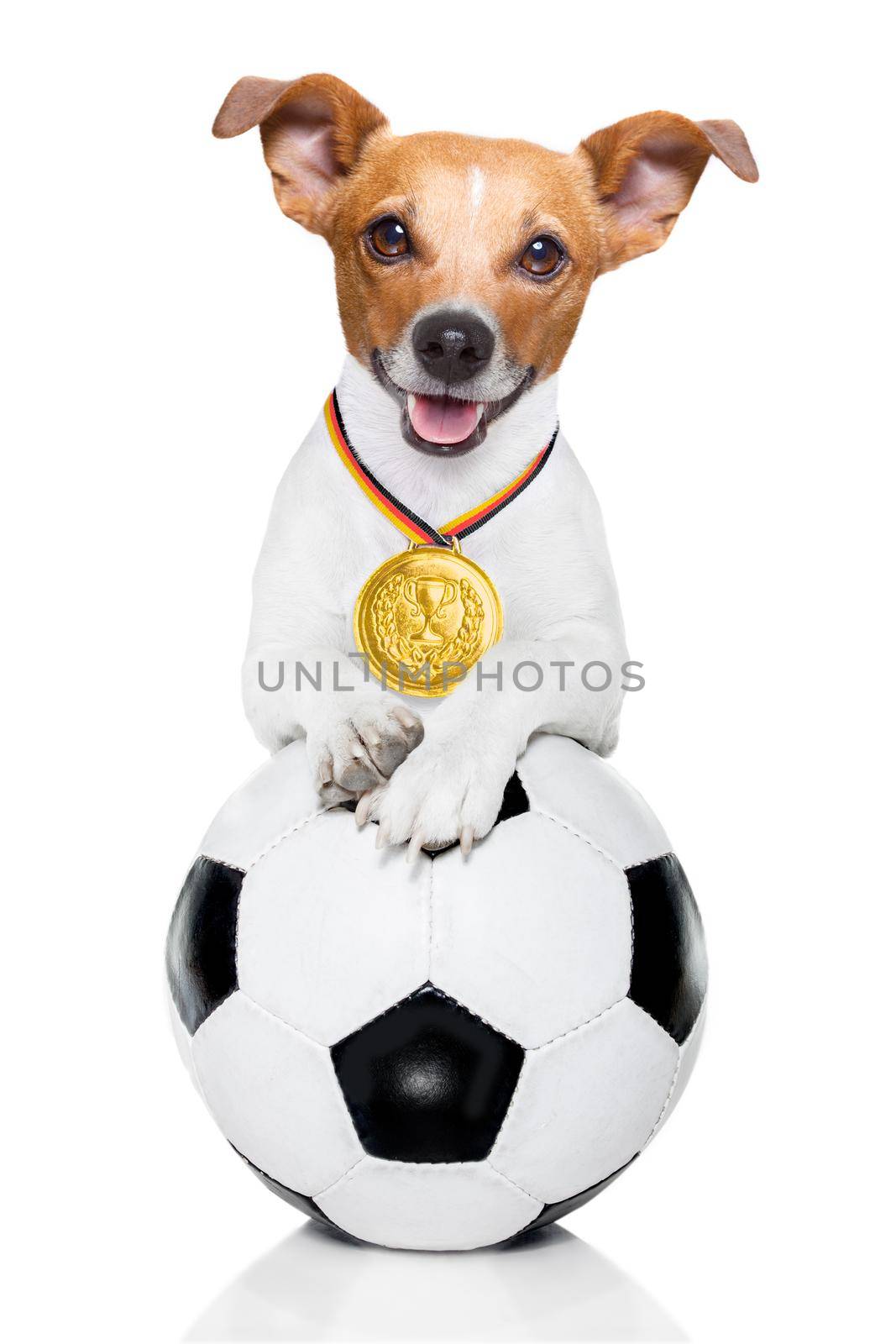 soccer jack russell  dog playing with leather ball  , isolated on white background and german  flag