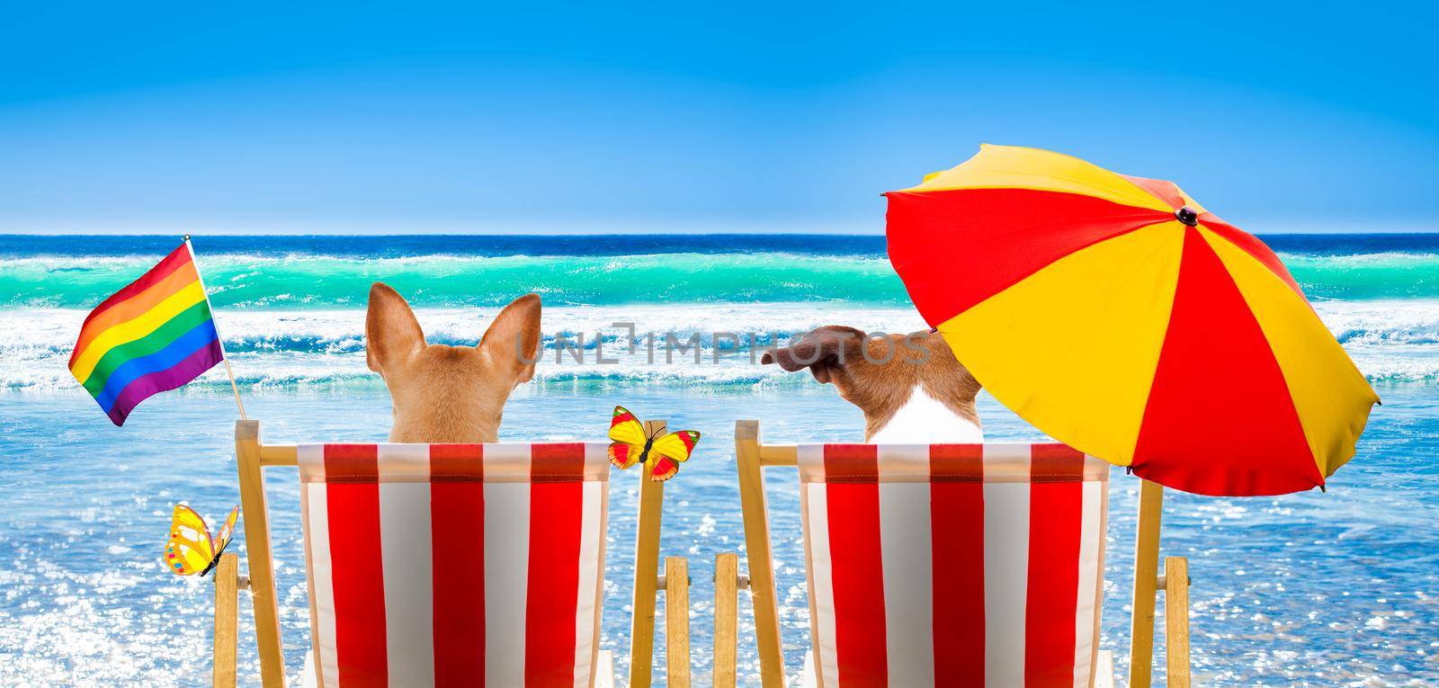 gay couple of dogs resting and relaxing on a hammock or beach chair under umbrella at the beach ocean shore, on summer vacation holidays