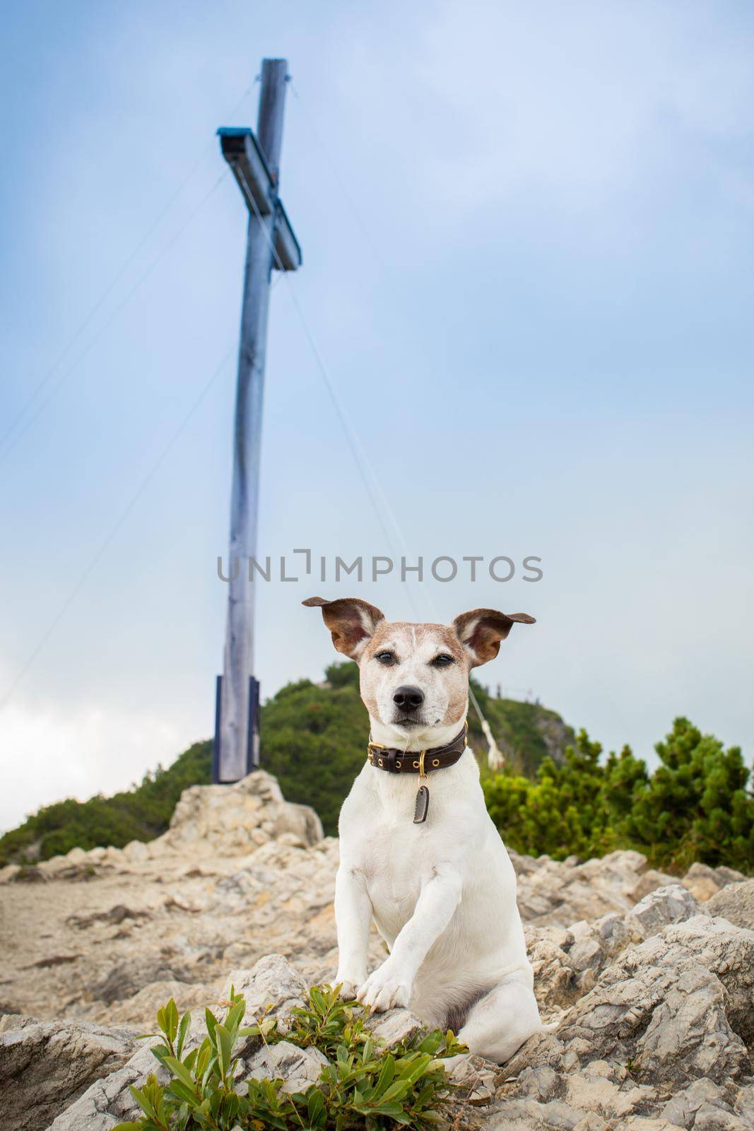 jack russell terrier dog hiking a mountain  to the top, resting at the rock feeling happy