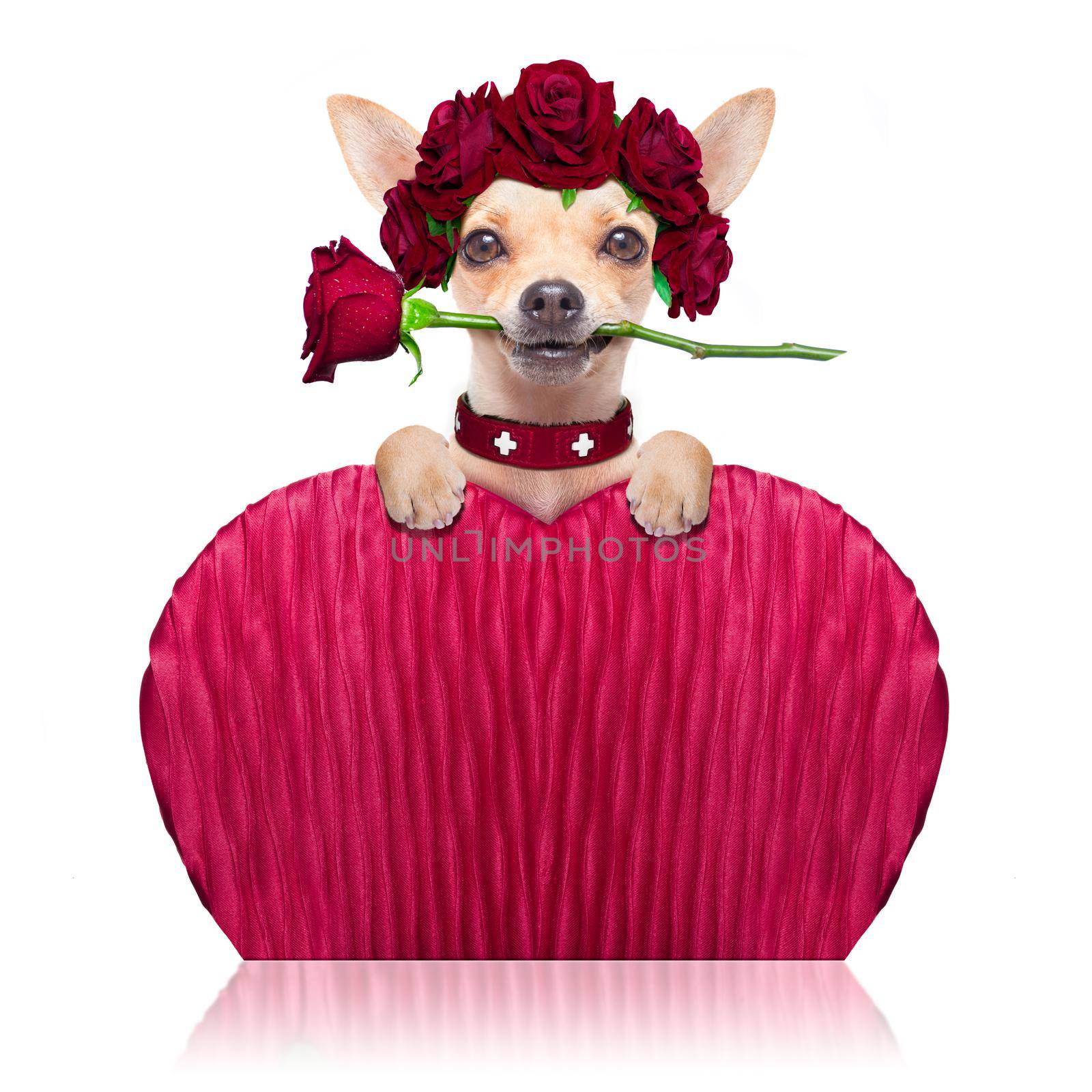 chihuahua dog in love for happy valentines day with  rose flower in  mouth , isaolated on white background