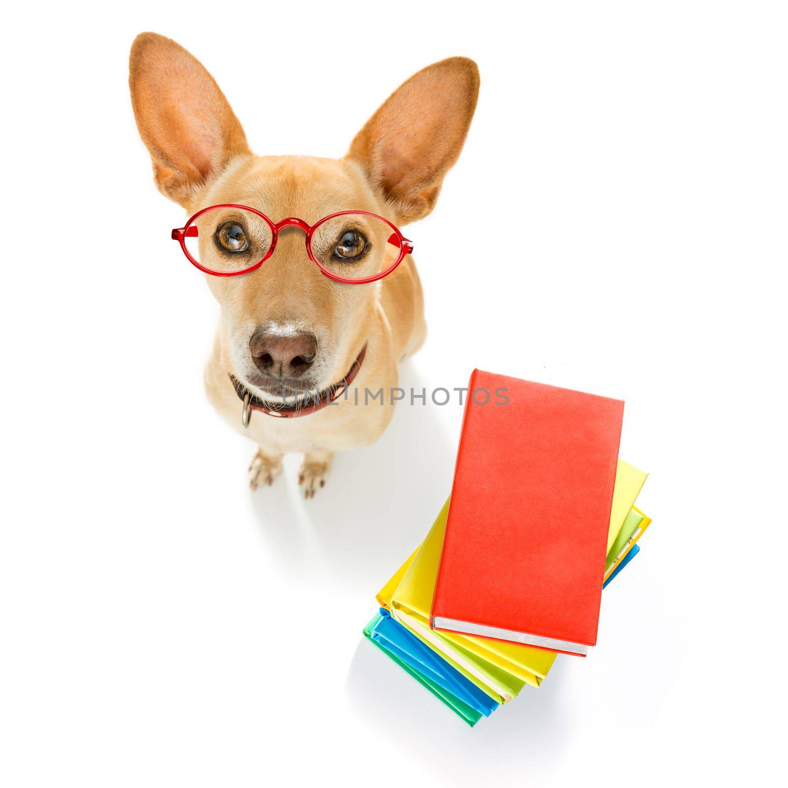 chihuahua dog on  a tall stack of books ,very smart and clever , isolated on white background