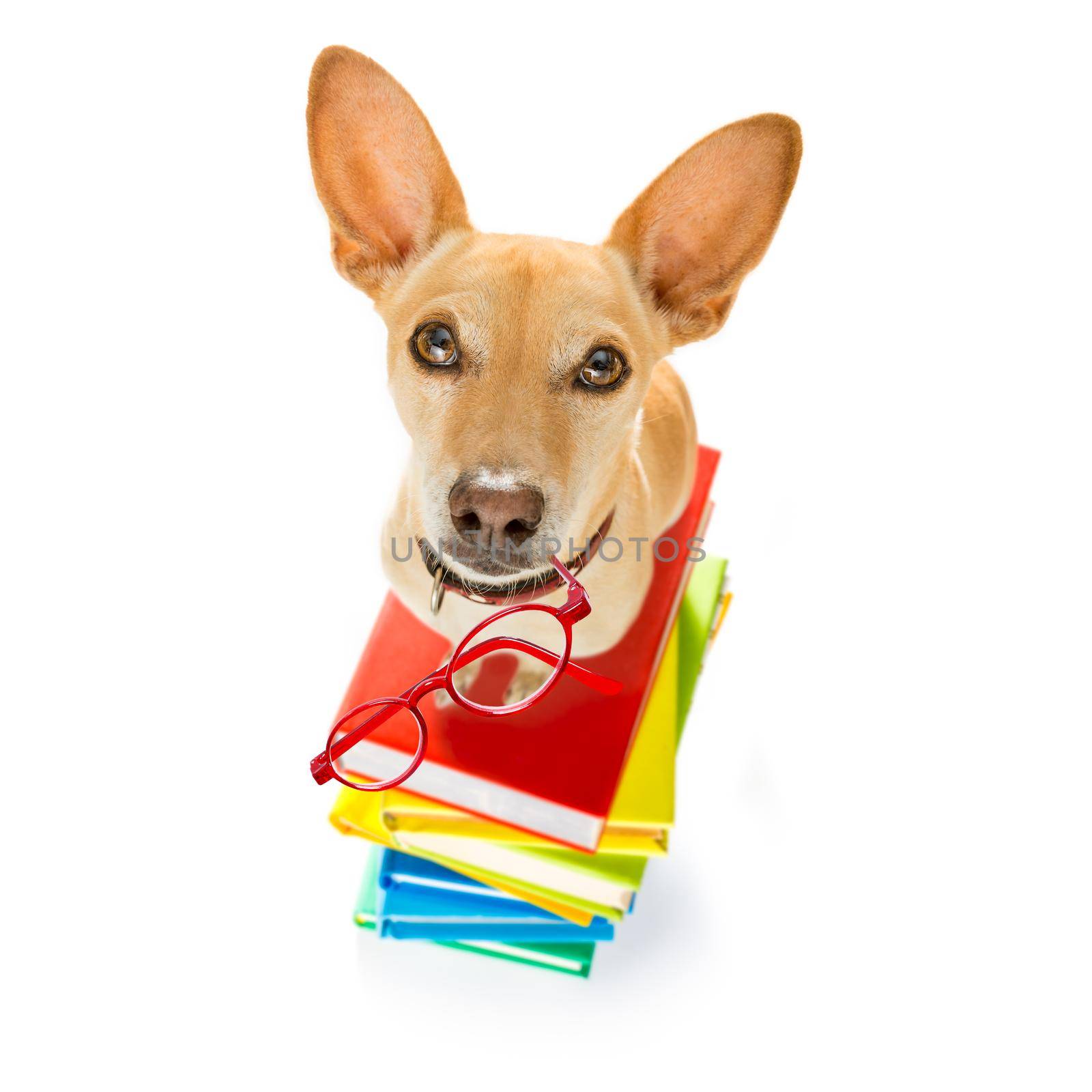 chihuahua dog on  a tall stack of books ,very smart and clever , isolated on white background