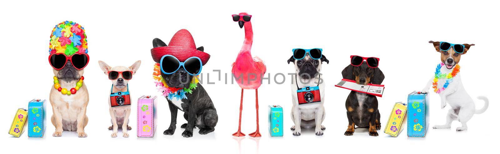 row or group of dogs ready  to go on summer vacation holidays, with hat, camera , ticket, bag and luggage