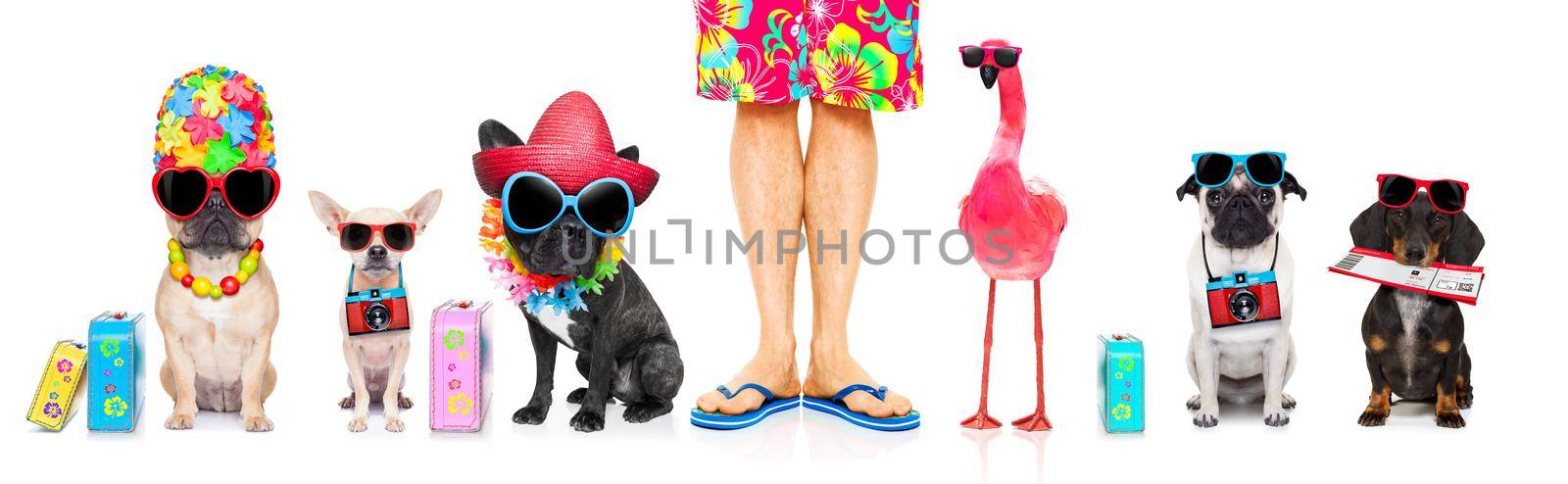 row or group of dogs ready  to go on summer vacation holidays, with hat, camera , ticket, bag and luggage