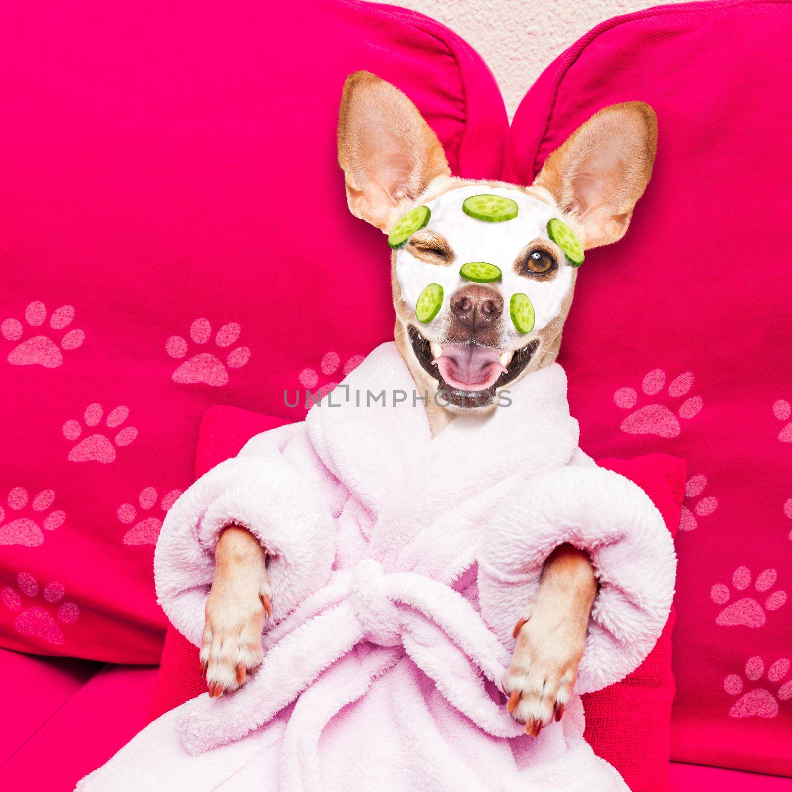 chihuahua  dog relaxing  with beauty mask in  spa wellness center , moisturizing cream mask and cucumber, wearing a fancy bathrobe