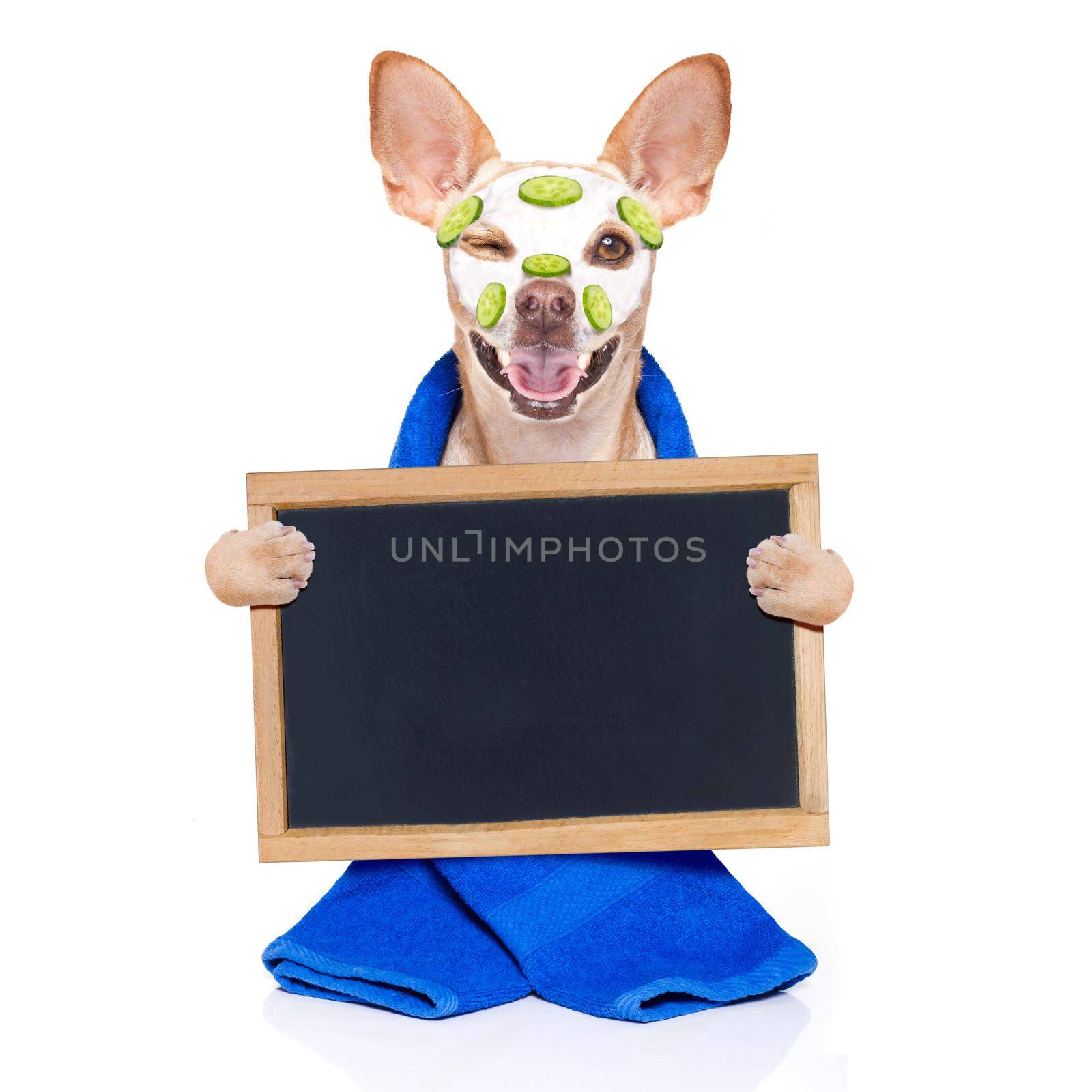 chihuahua  dog relaxing  with beauty mask in  spa wellness center , moisturizing cream mask and cucumber, wearing a fancy bathrobe holding a banner placard