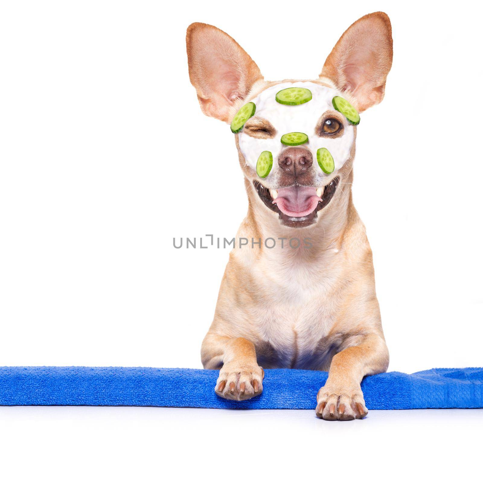 chihuahua  dog relaxing  with beauty mask in  spa wellness center , moisturizing cream mask and cucumber, wearing a fancy bathrobe behind a banner placard