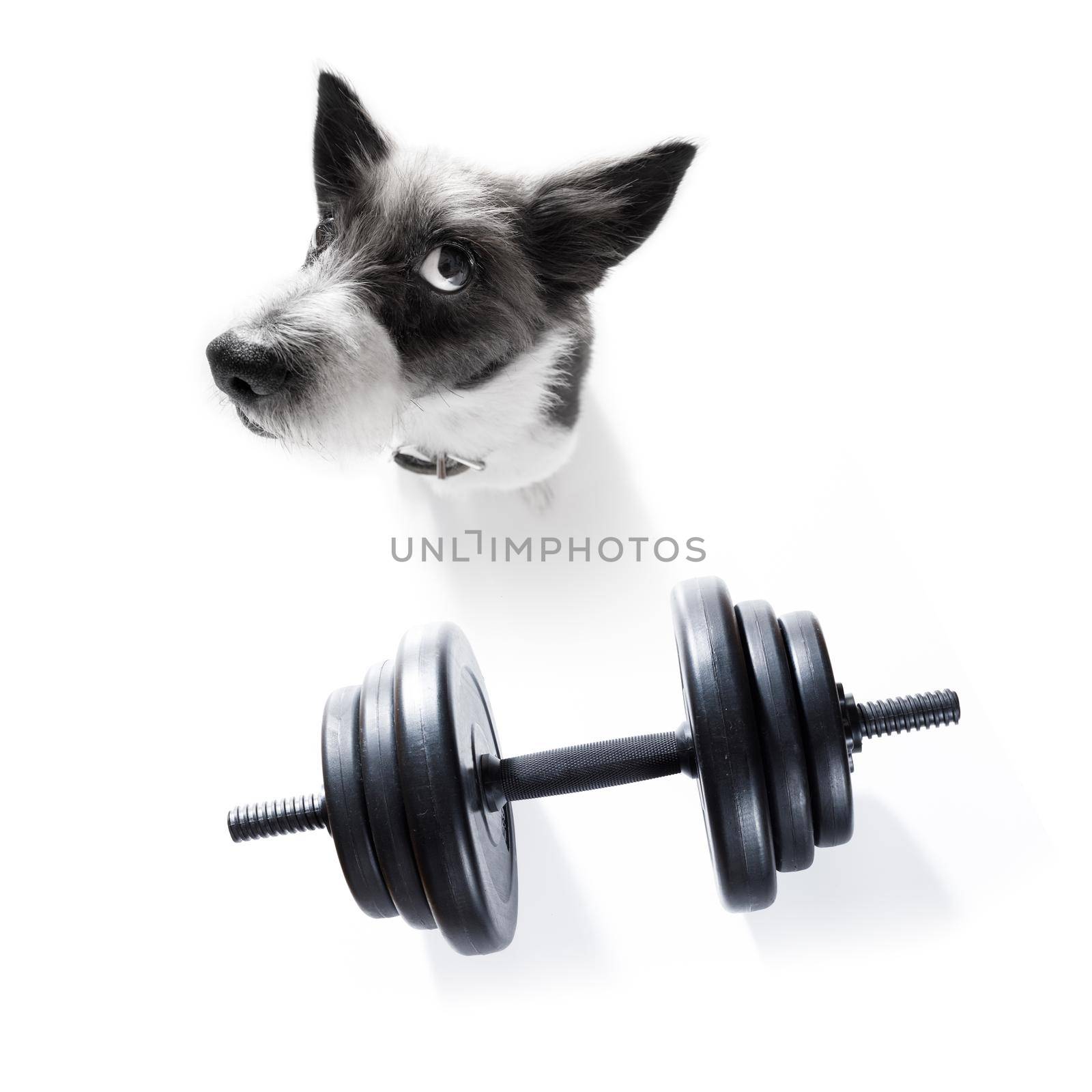 poodle dog with guilty conscience  for overweight, and to loose weight ,  on white background with  a dumbbell