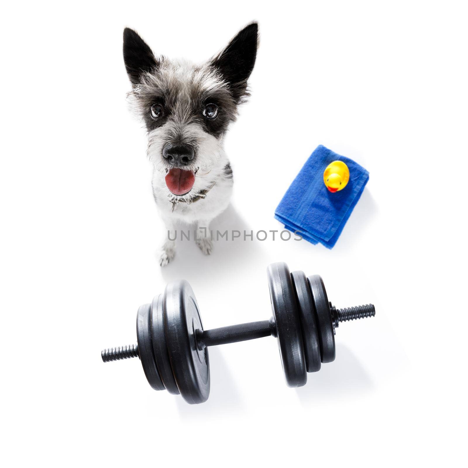 poodle dog with guilty conscience  for overweight, and to loose weight ,  on white background with  a dumbbell