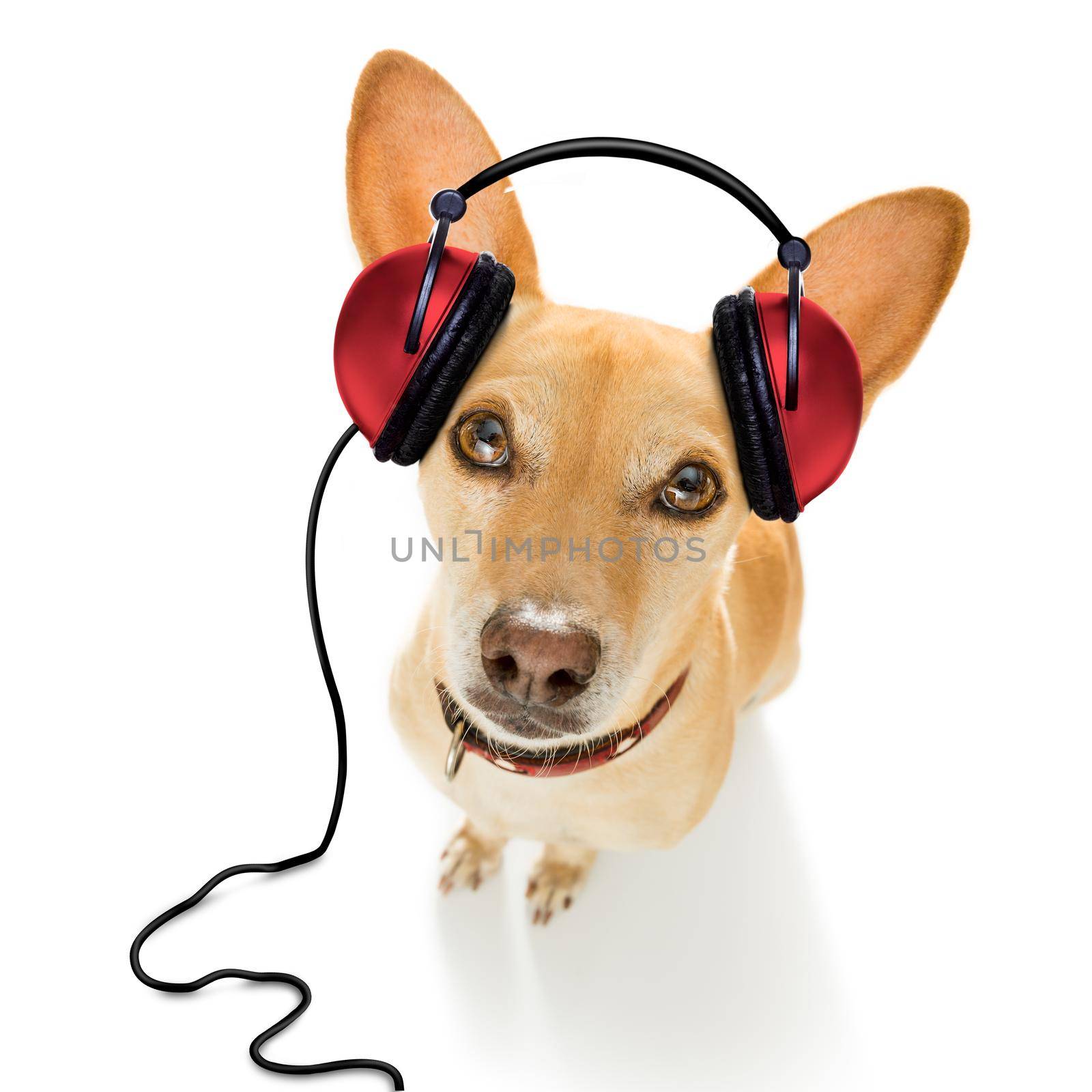 cool dj  chihuahua podenco dog listening or singing to music  with headphones and mp3 player,   isolated on white background