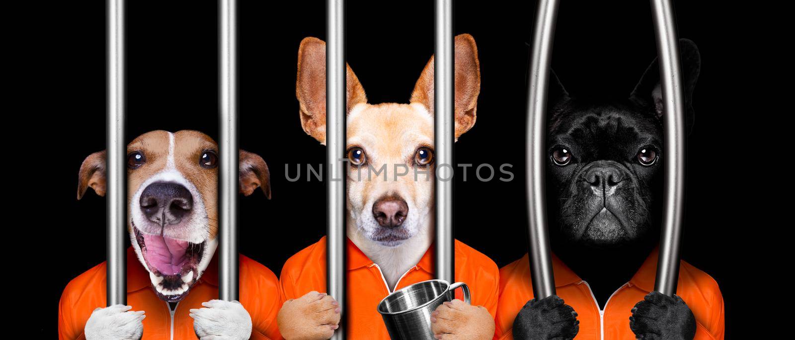 couple of  criminal dogs behind bars in police station, jail prison, or shelter  for bad behavior