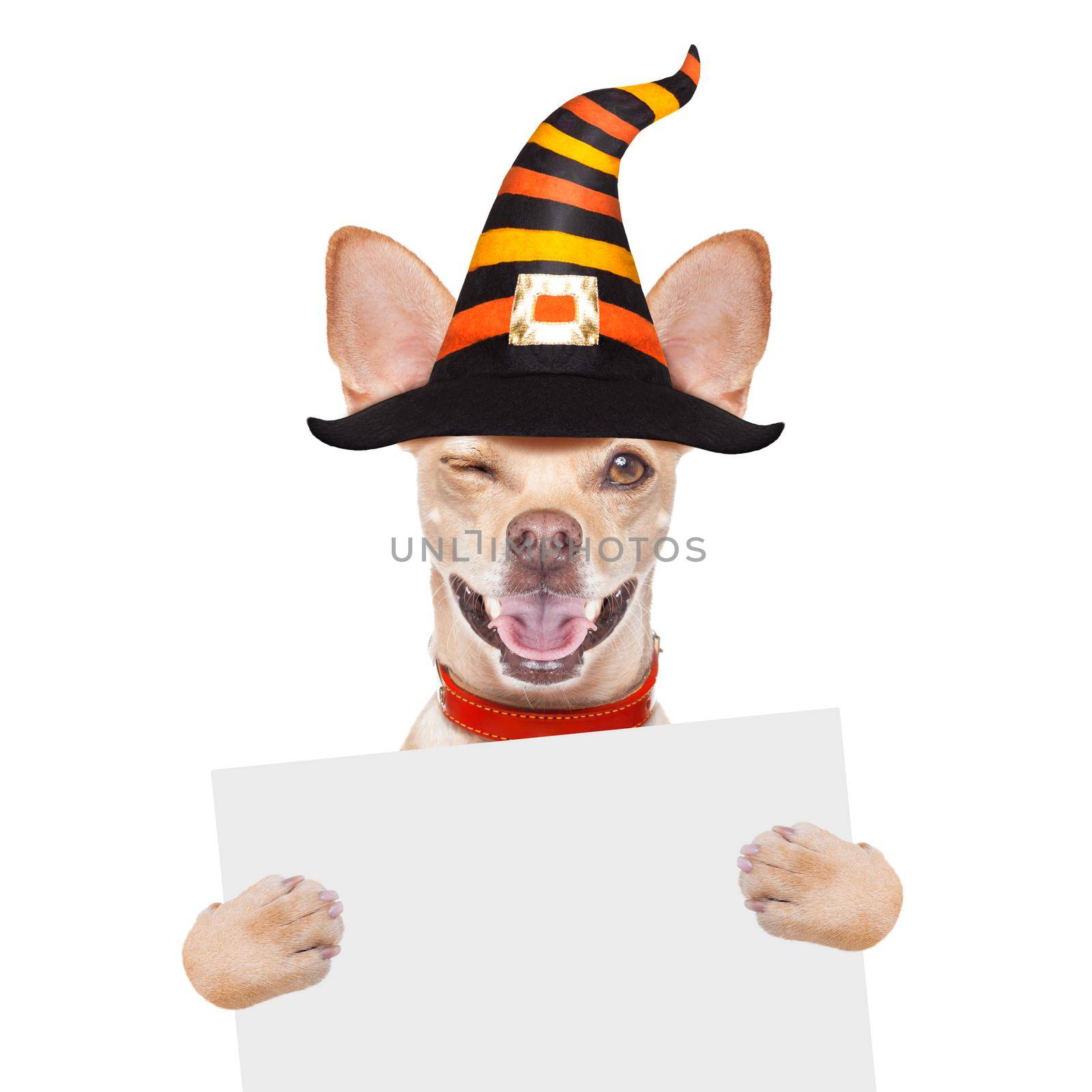 halloween devil,chihuahua dog scared and frightened, isolated on white background, wearing a witch hat, behind white blank banner or placard poster