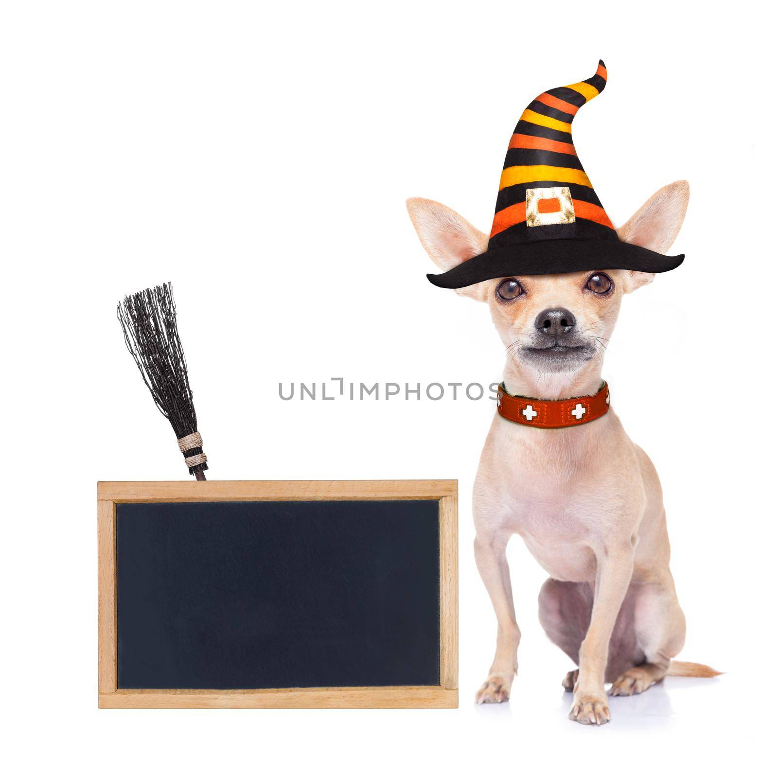 halloween devil,chihuahua dog scared and frightened, isolated on white background, wearing a witch hat, behind white blank banner or placard poster