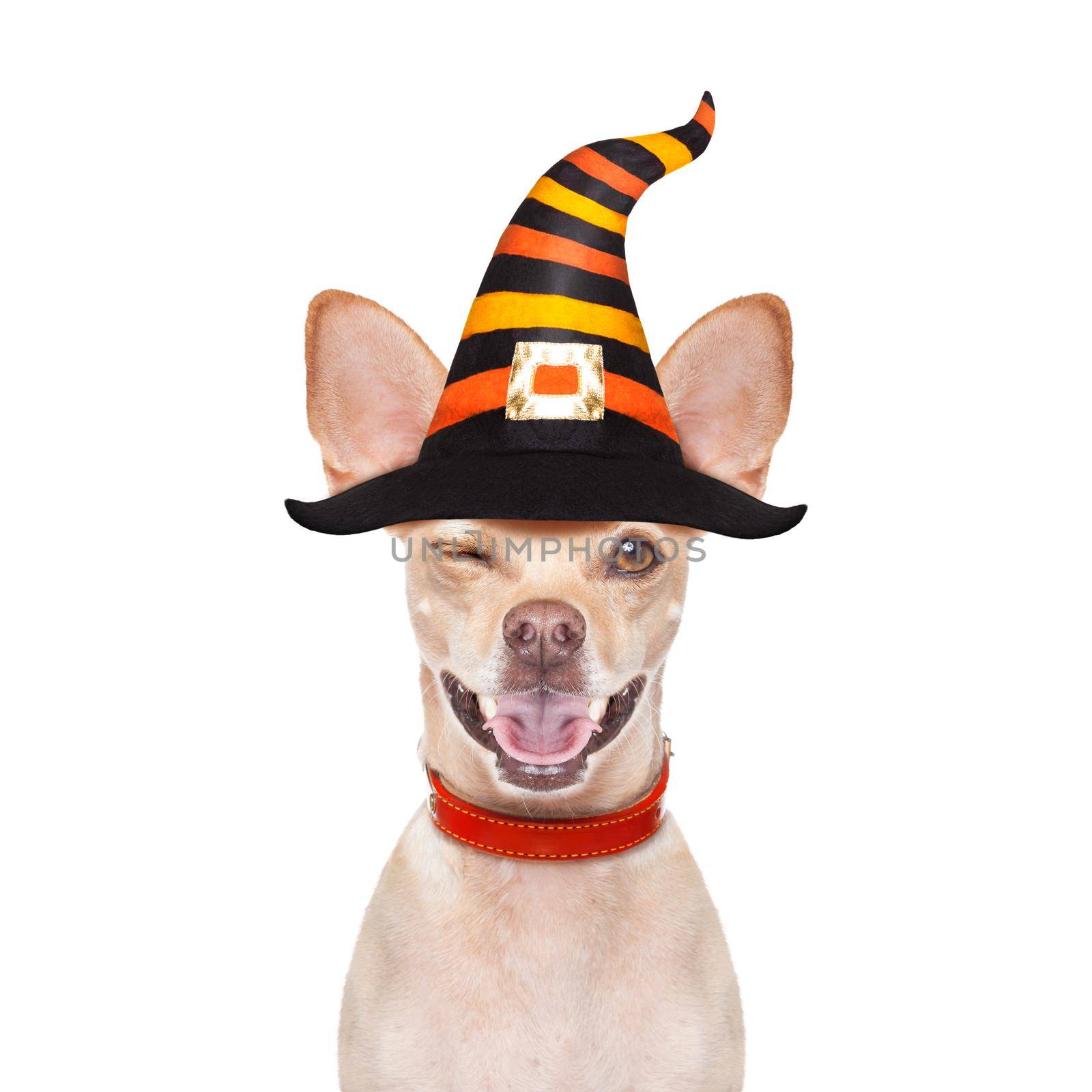 halloween devil,chihuahua dog scared and frightened, isolated on white background, wearing a witch hat, behind white blank banner or placard poster