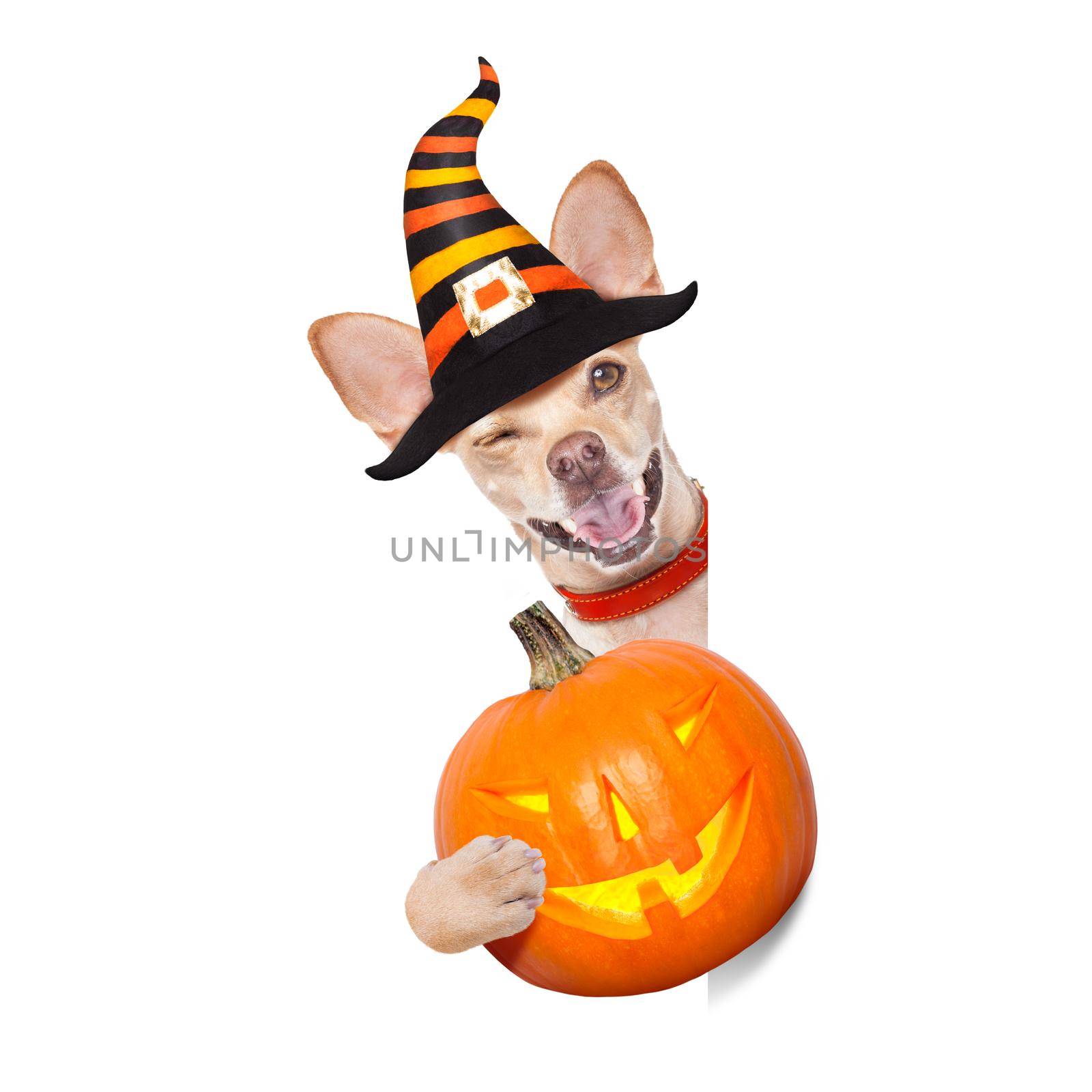 halloween devil,chihuahua dog scared and frightened, isolated on white background, wearing a witch hat, behind white blank banner or placard poster