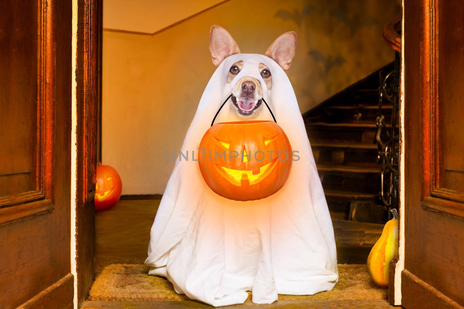 dog sitting as a ghost for halloween in front of the door  at home entrance with pumpkin lantern or  light , scary and spooky, for a trick or treat