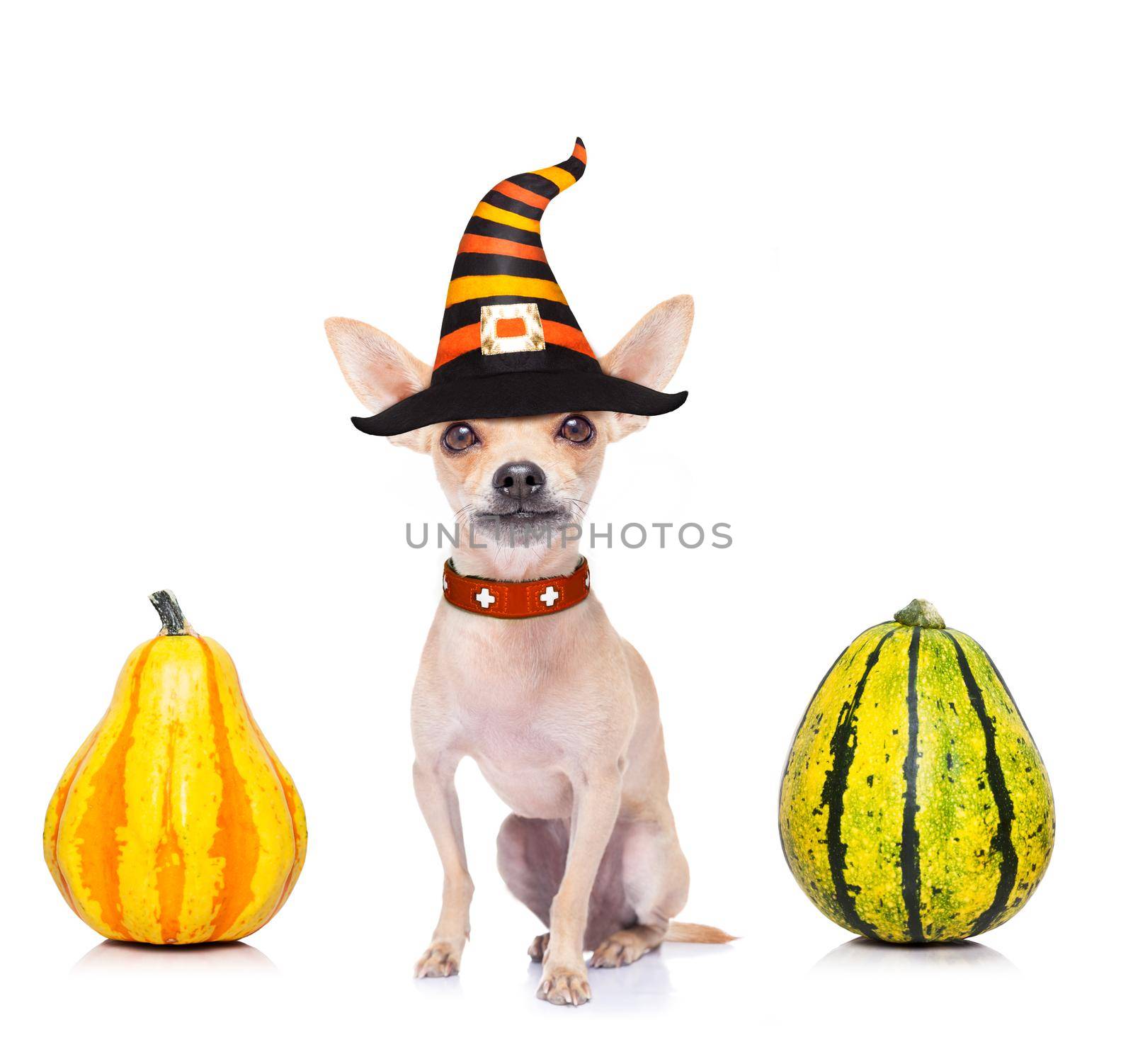 dog sitting as a ghost for halloween with pumpkin lantern or  light , scary and spooky, for a trick or treat