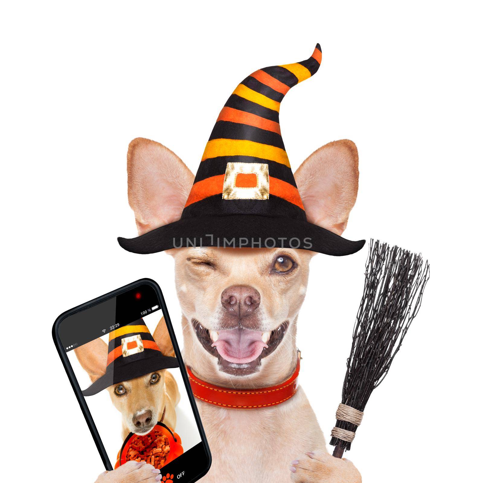 halloween devil,chihuahua dog scared and frightened, isolated on white background, wearing a witch hat, behind white blank banner or placard poster taking a selfie