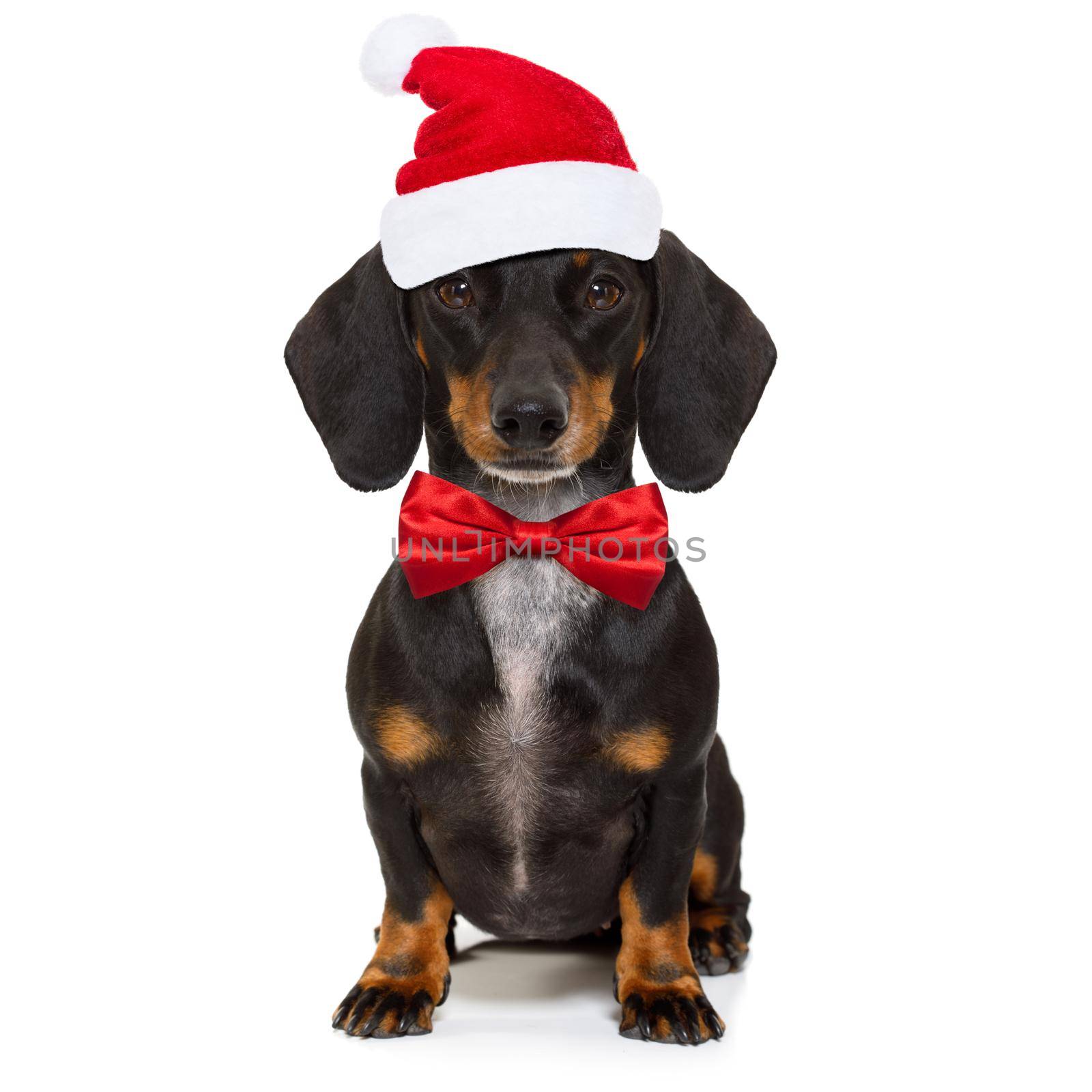 funny dachshund sausage  santa claus dog on christmas season holidays wearing red holiday hat, isolated on white background