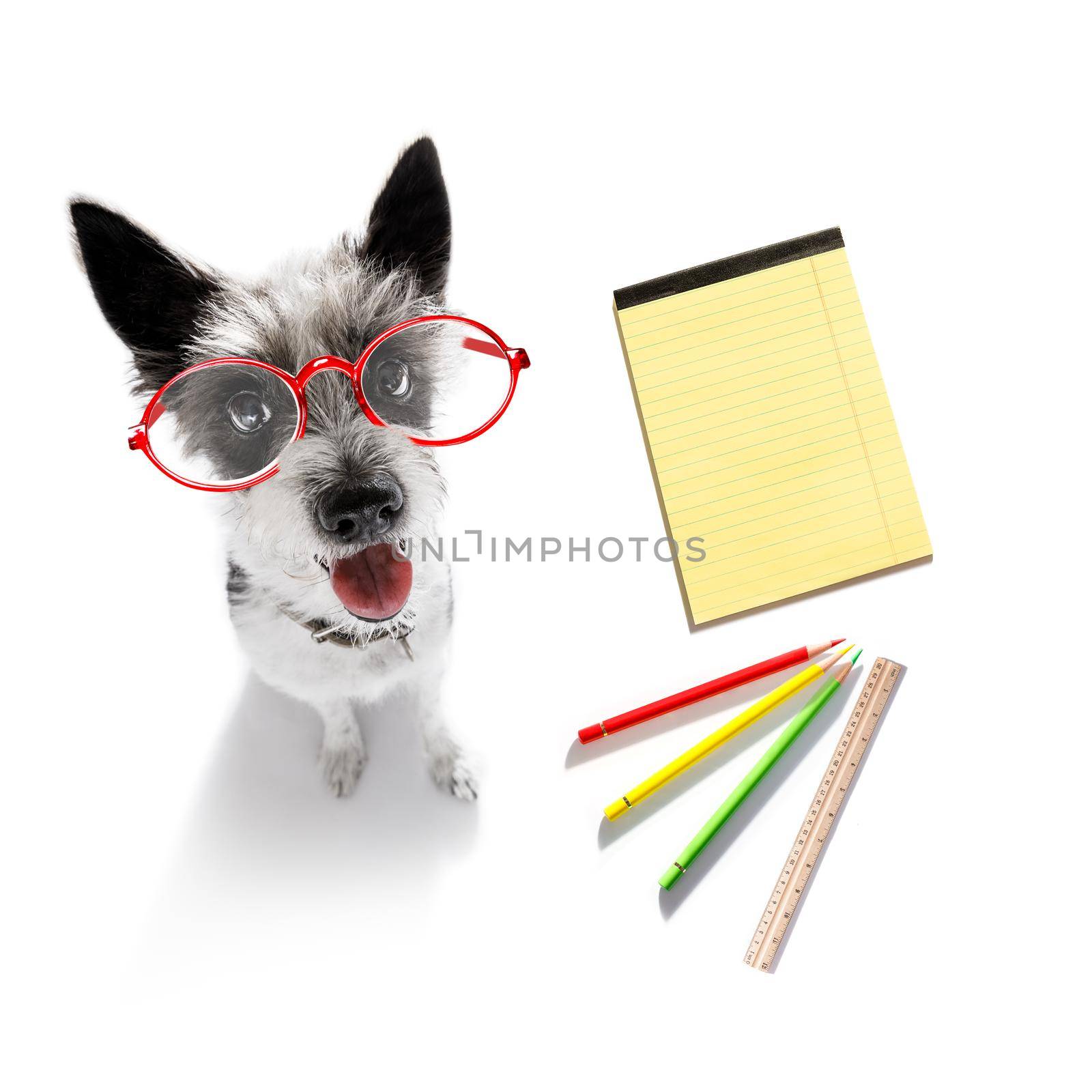office worker businessman dog with telephone, phone  notepad, pencil, isolated on white background