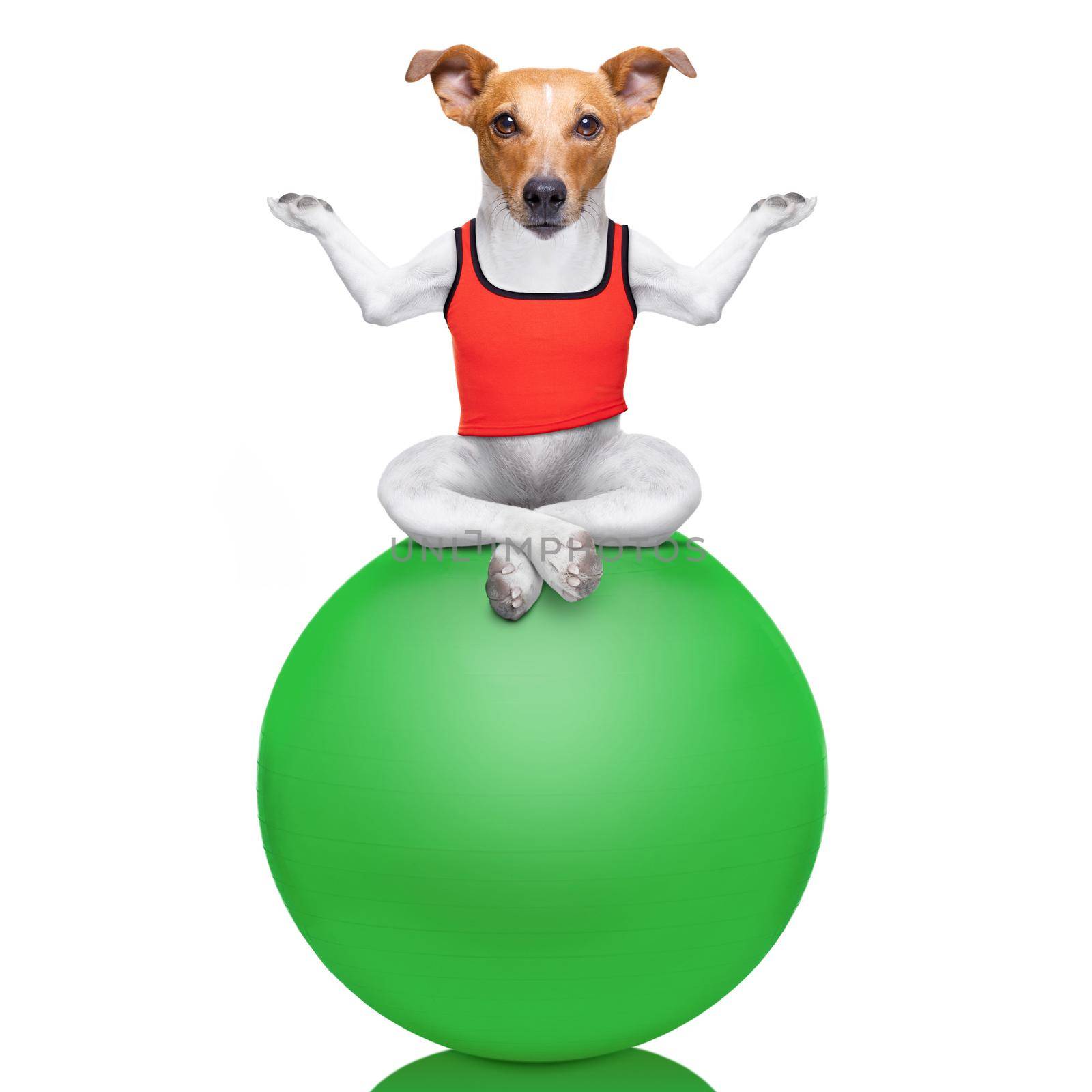 yoga dog posing in a relaxing pose with both arms open and closed eyes balancing on a gym ball,  isolated on white background