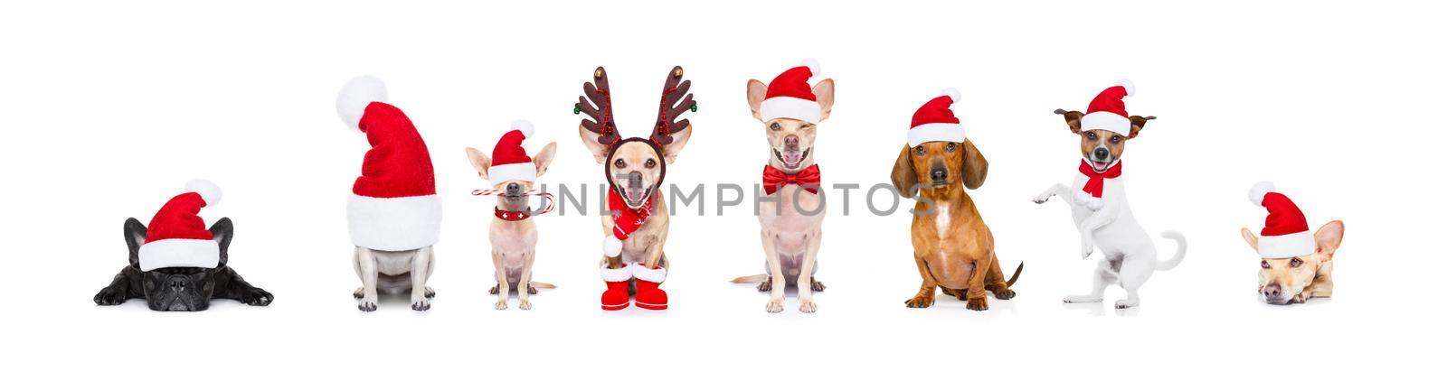 big team row of dogs on christmas holidays by Brosch