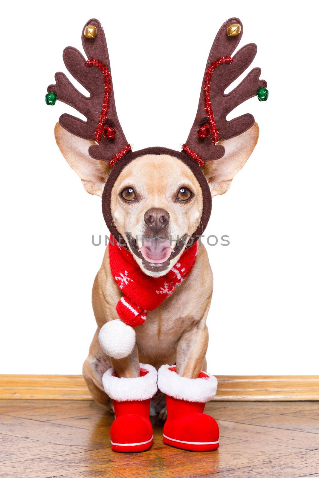 christmas santa claus reindeer dog  by Brosch