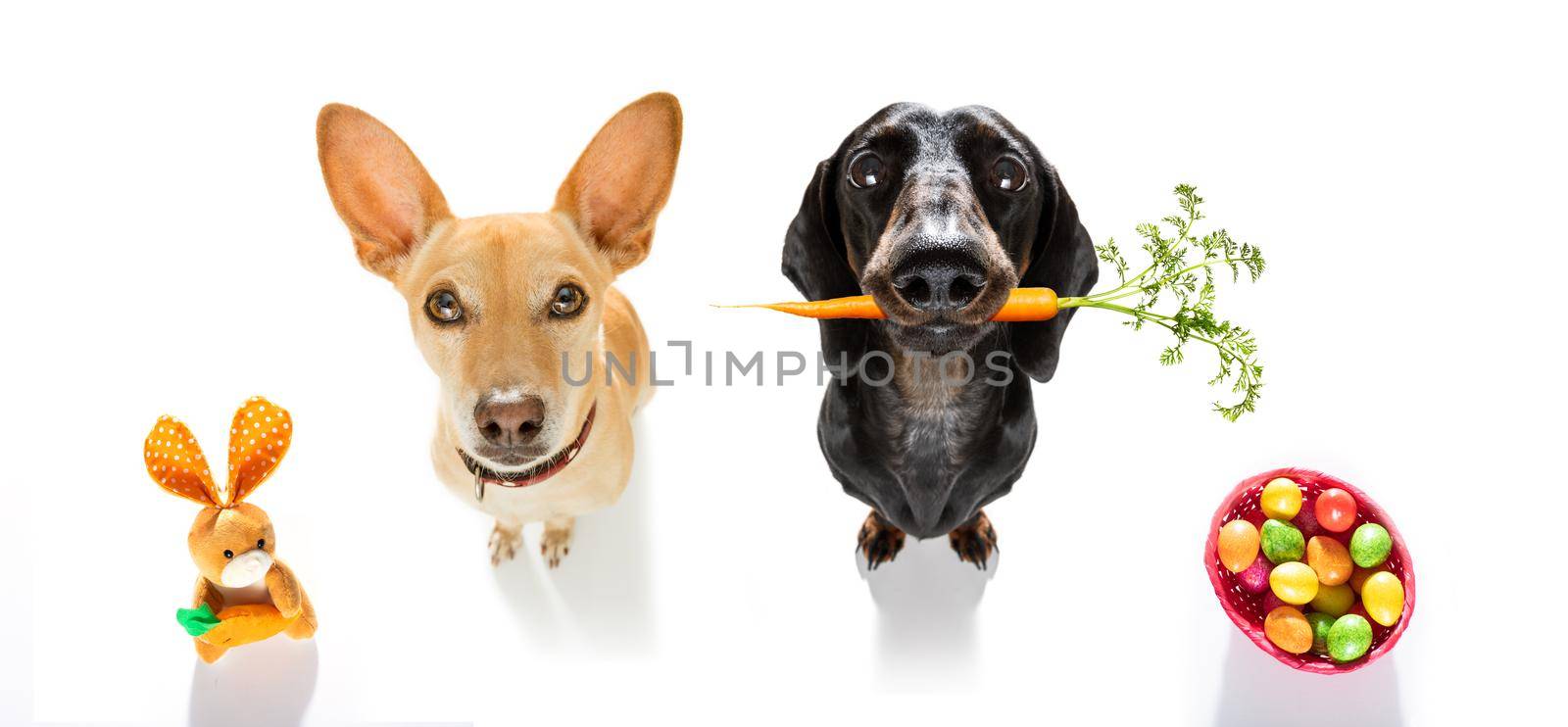 easter bunny team couple of dogs in a row with basket and eggs isolated on white background for the holiday season